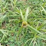 Cyperus aromaticus Folha