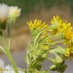 Tephroseris palustris Mosusu