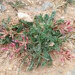 Astragalus incanus Blad