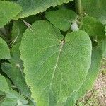 Salvia sclarea Feuille