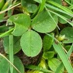 Trifolium occidentale ഇല