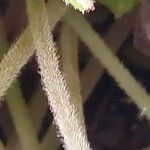 Begonia imperialis Corteza