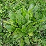 Rumex × acutus Habit