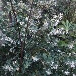 Osmanthus delavayi Levél