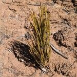 Ephedra viridis Leaf