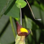 Aristolochia macrophylla 花