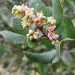 Rhus integrifolia Blüte