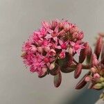 Hylotelephium sieboldii Цветок