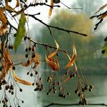 Tilia americana Frucht