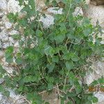 Mirabilis laevis Habitatea