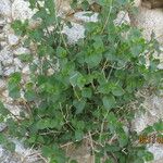 Mirabilis laevis عادت داشتن