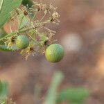 Boscia mossambicensis Fruto