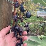 Vitis vinifera 果實
