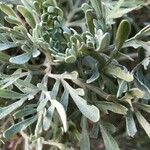 Artemisia thuscula Leaf