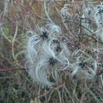 Clematis vitalba Owoc