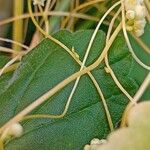 Cuscuta campestris Lapas