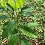 Dais cotinifolia Φύλλο