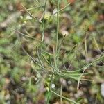 Arabidopsis thaliana Bark