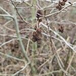 Alnus incana फल