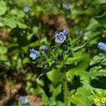 Echium parviflorum ফুল