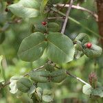 Psorospermum febrifugum Blatt