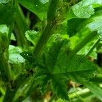 Malva verticillata Feuille