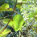 Piliostigma thonningii Φύλλο