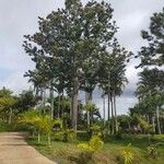 Grevillea robusta Folha