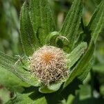 Centaurea nervosa Fruit