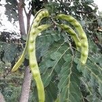 Adenanthera pavonina Fruit