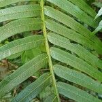 Ptisana fraxinea Leaf