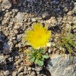 Malacothrix californica Flower