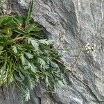 Achillea clavennae Habitus