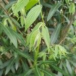 Debregeasia longifolia Leaf