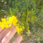 Senna bicapsularis Λουλούδι