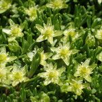 Cherleria sedoides Flower