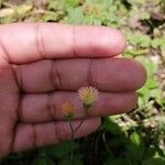 Emilia praetermissa Flower