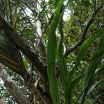 Cordyline mauritiana Hoja