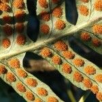 Polypodium vulgare Ffrwyth