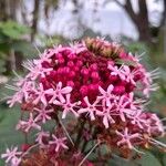 Clerodendrum bungeiЦвят