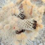 Pachycereus pringlei Fruit