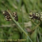 Carex bicolor Flower