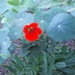 Tropaeolum majusFlower