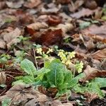 Primula elatior花