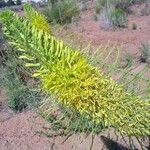 Stanleya pinnata Flower