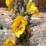 Verbascum macrurum 花