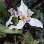 Trimezia northiana Flower