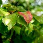 Parrotia persica पत्ता