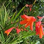 Crocosmia x crocosmiiflora Flor