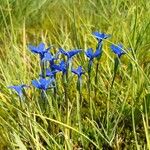 Gentiana bavarica